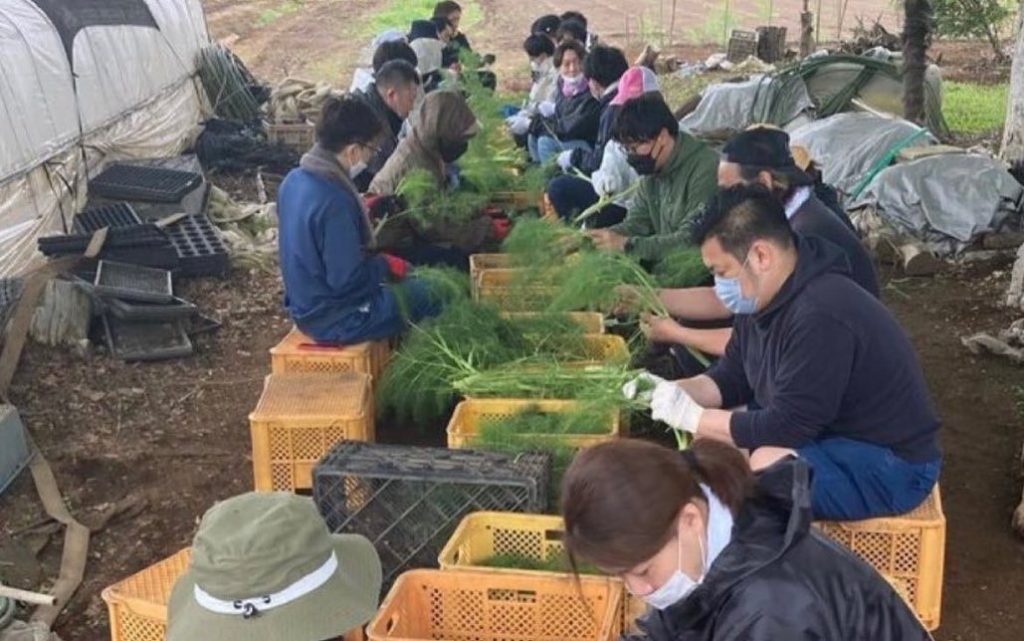 千葉県八街市にあるエコファーム浅野さんのフィノキエット収穫祭に参加