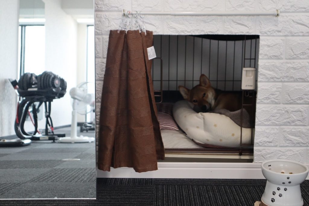 看板犬の喜狐（きこ）ちゃん